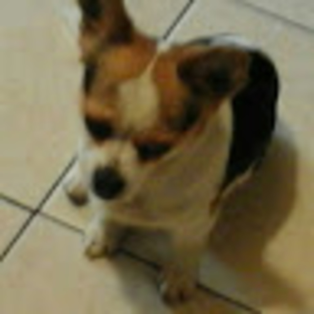 Meet your Posher, Fryces